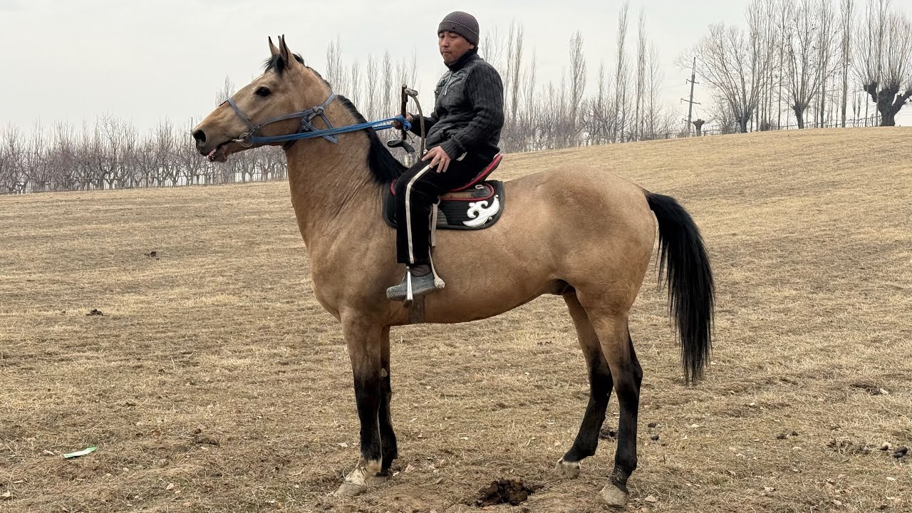 АТ АТ ЭКЕНГО ЖАНЫБАР 🤯#байтв 