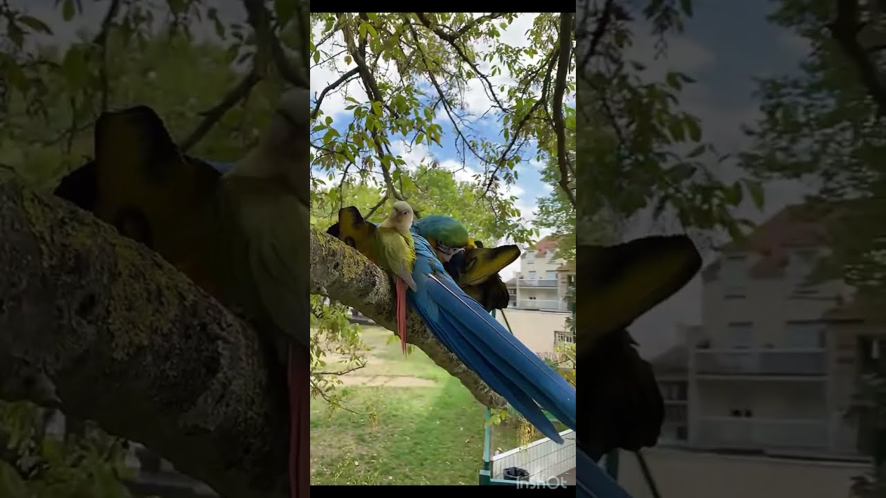 Yousstropico popcorn conure