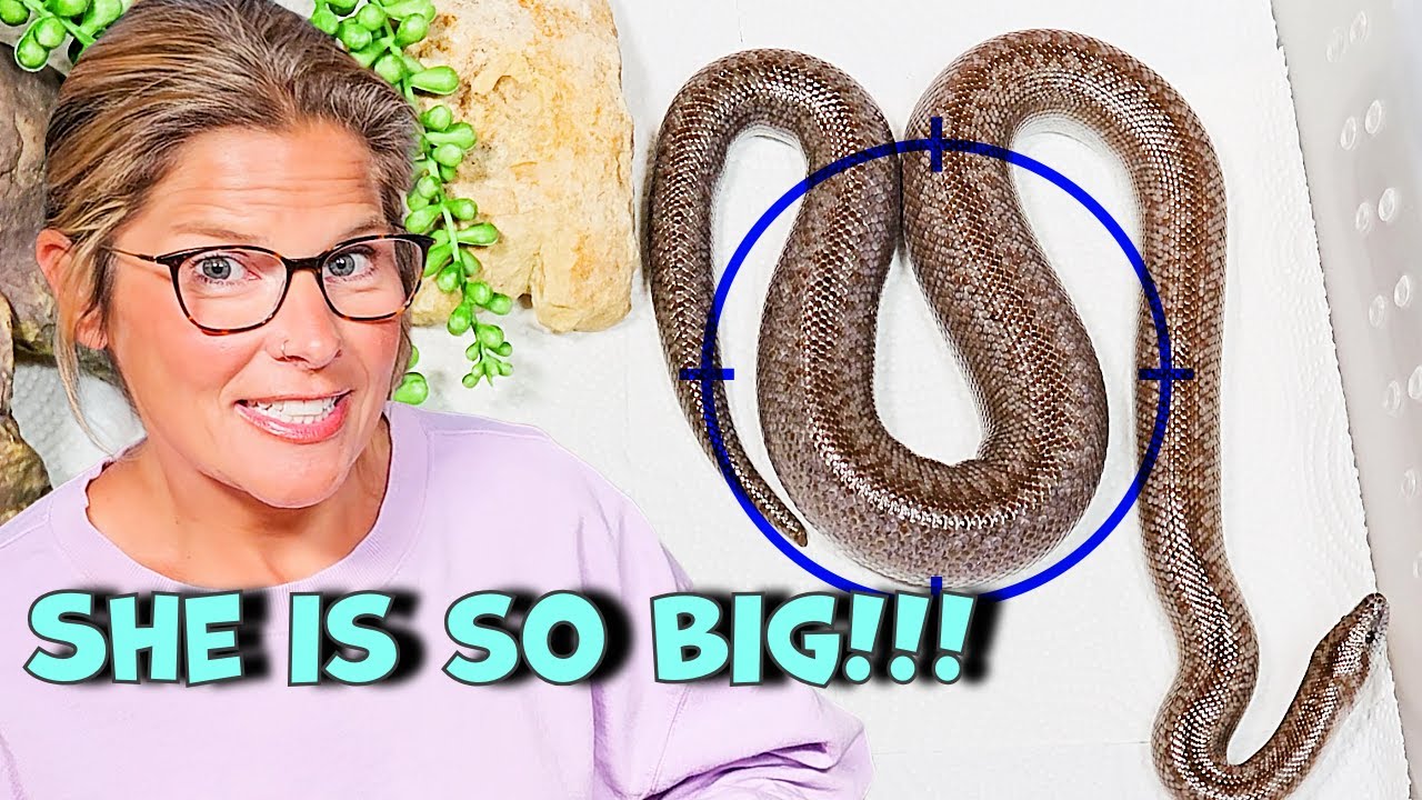 Pregnant Rosy Boas