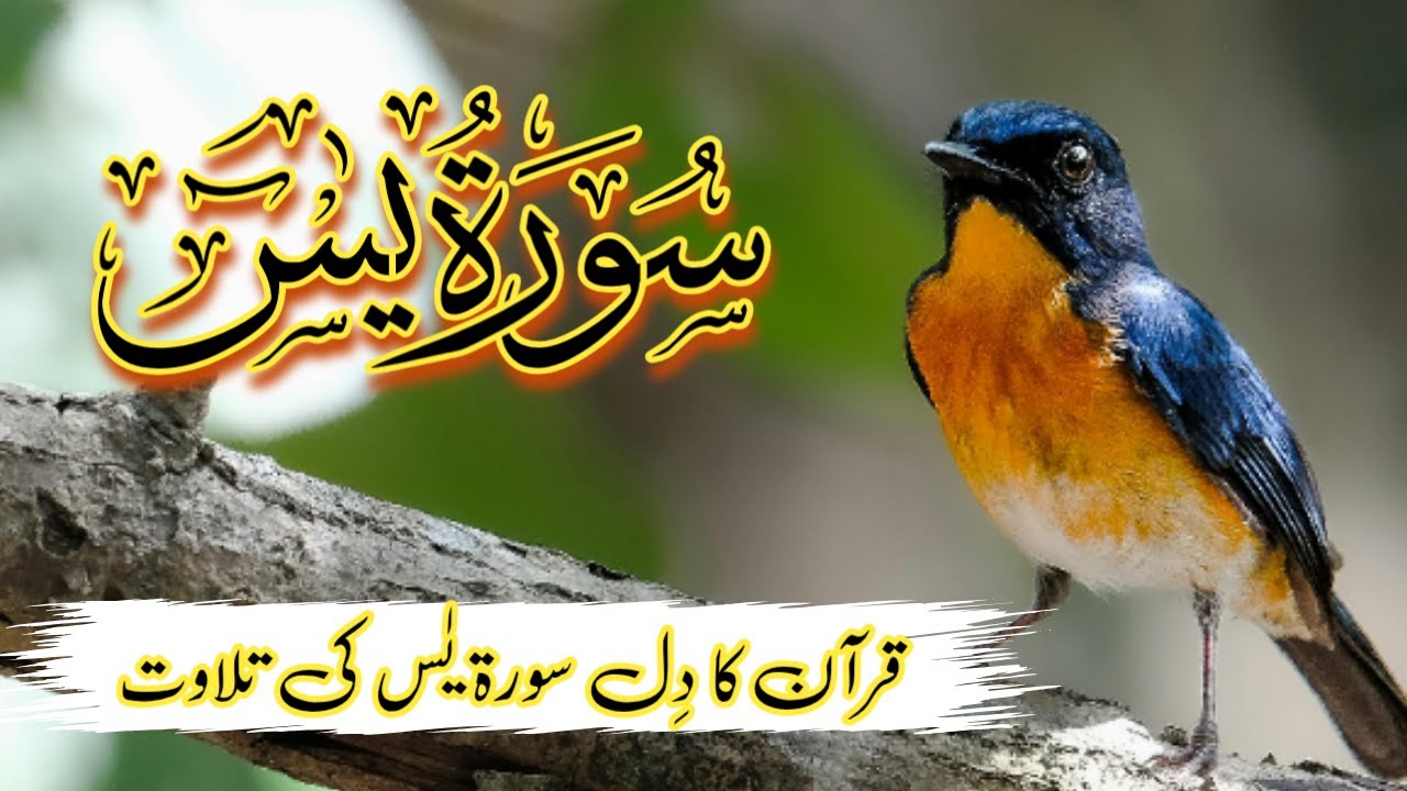 Surah Yaseen (Yasin) | Ep 030 | Most Relaxing Recitation | سورہ یٰس | Quran Tilawat |
