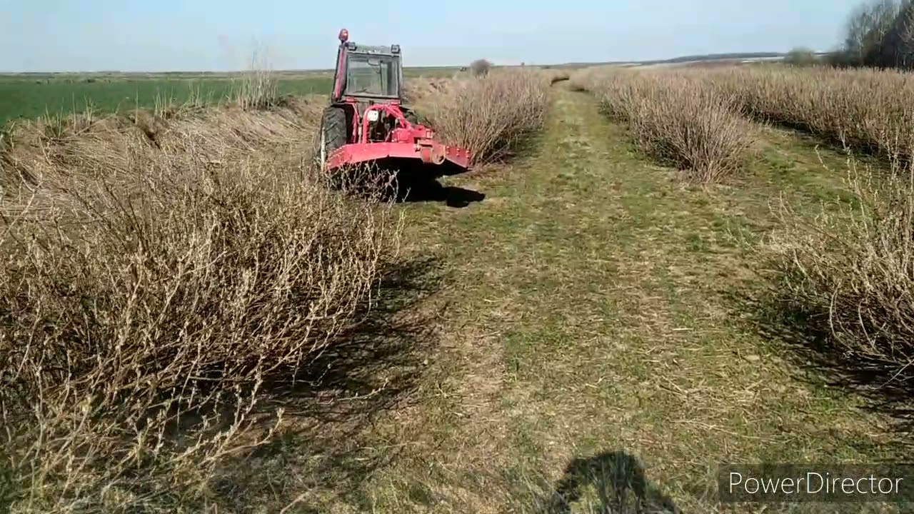 Podcinanie mechaniczne czarnej porzeczki
