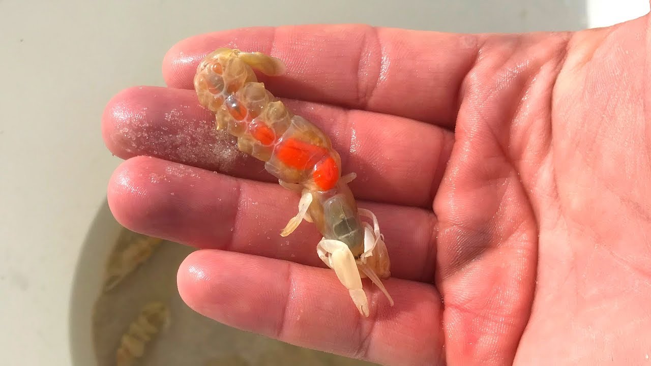 Pumping Ghost Shrimp (This Bait is WICKED)