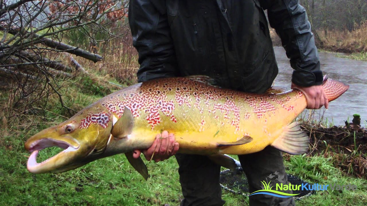 Laksens rejse i Varde Å