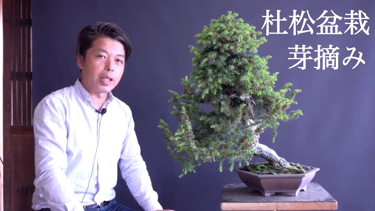 杜松盆栽 整形1 芽摘み