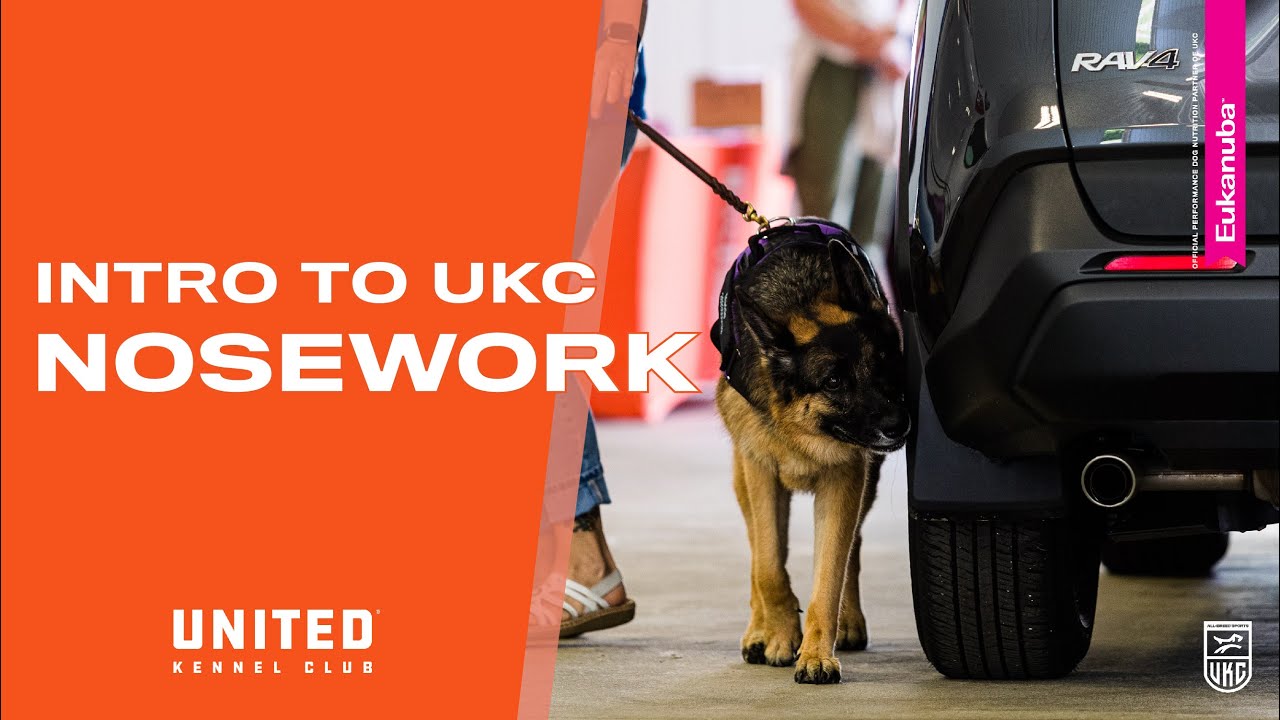 Intro to UKC Nosework