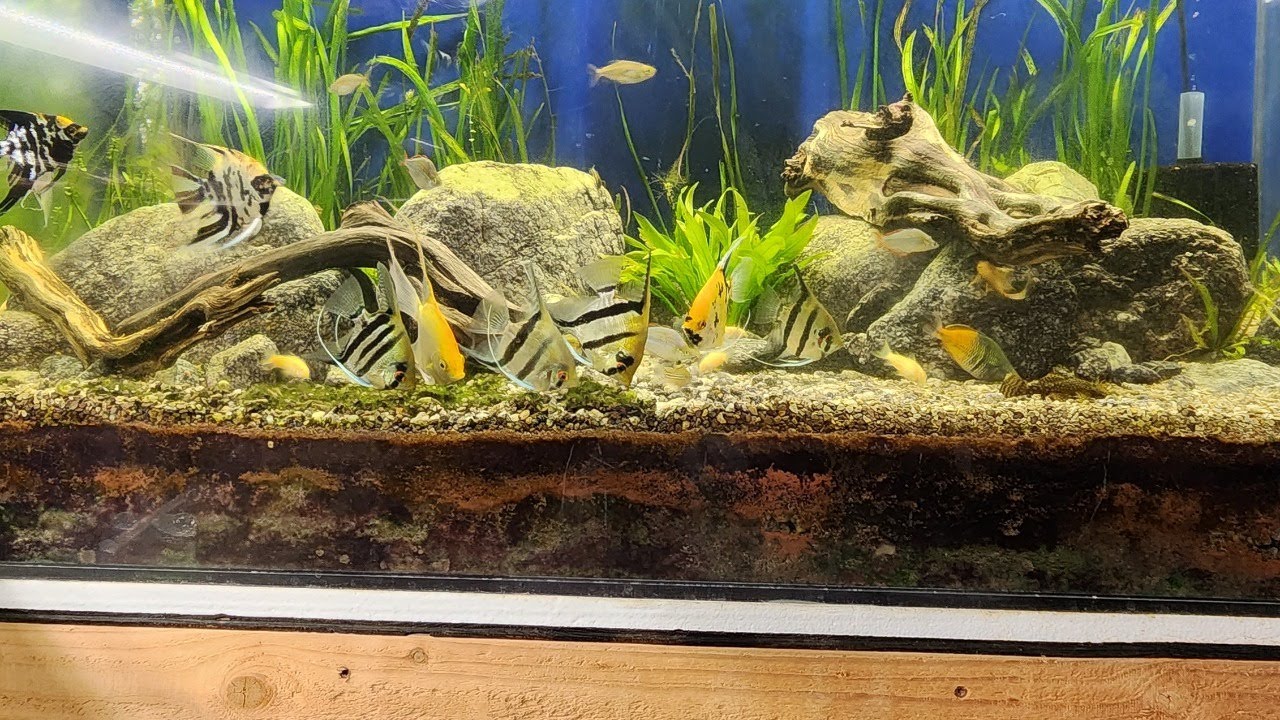 The good, the bad and the ugly about dirted tanks