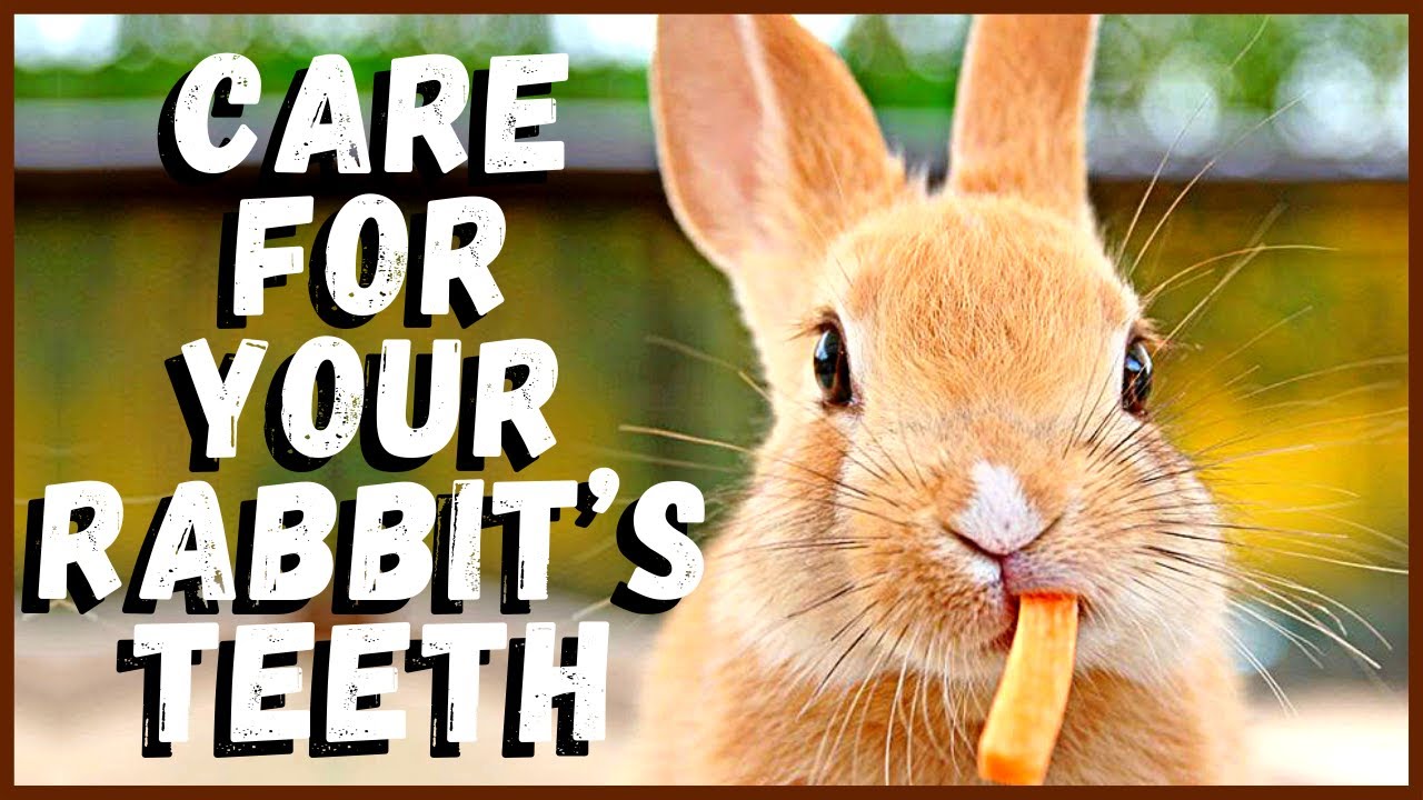 Care For Your Rabbit’s Teeth