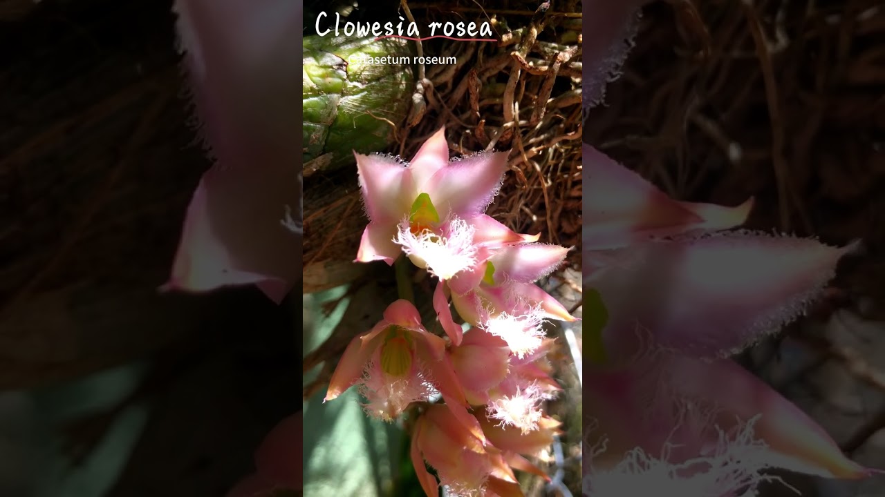 Clowesia rosea