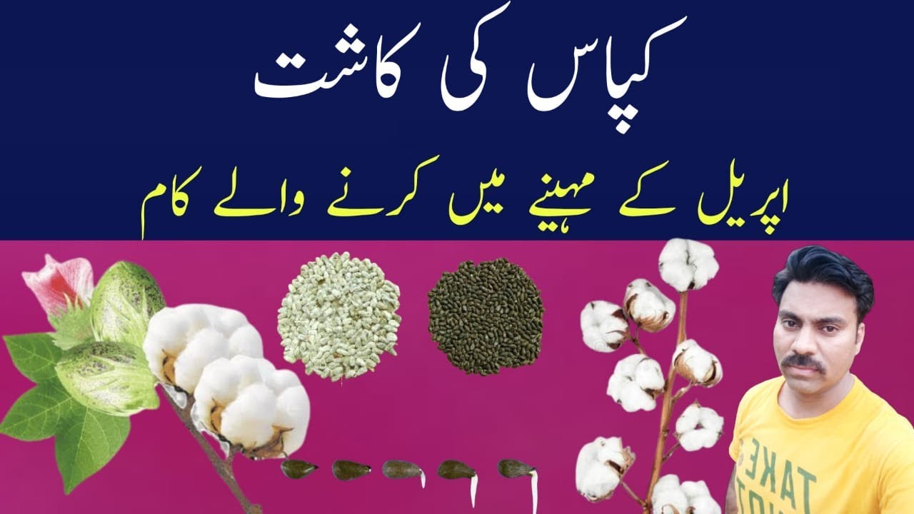 Cotton crop activities in April |Agriculture South Punjab |Cotton calendar |Abid Ali Agrarian