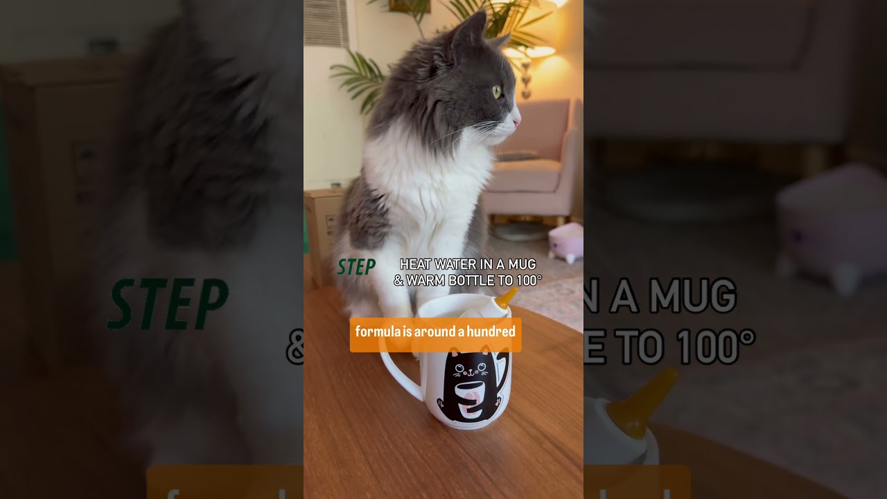 ✨ The easiest tutorial on how to bottle-feed kittens ✨