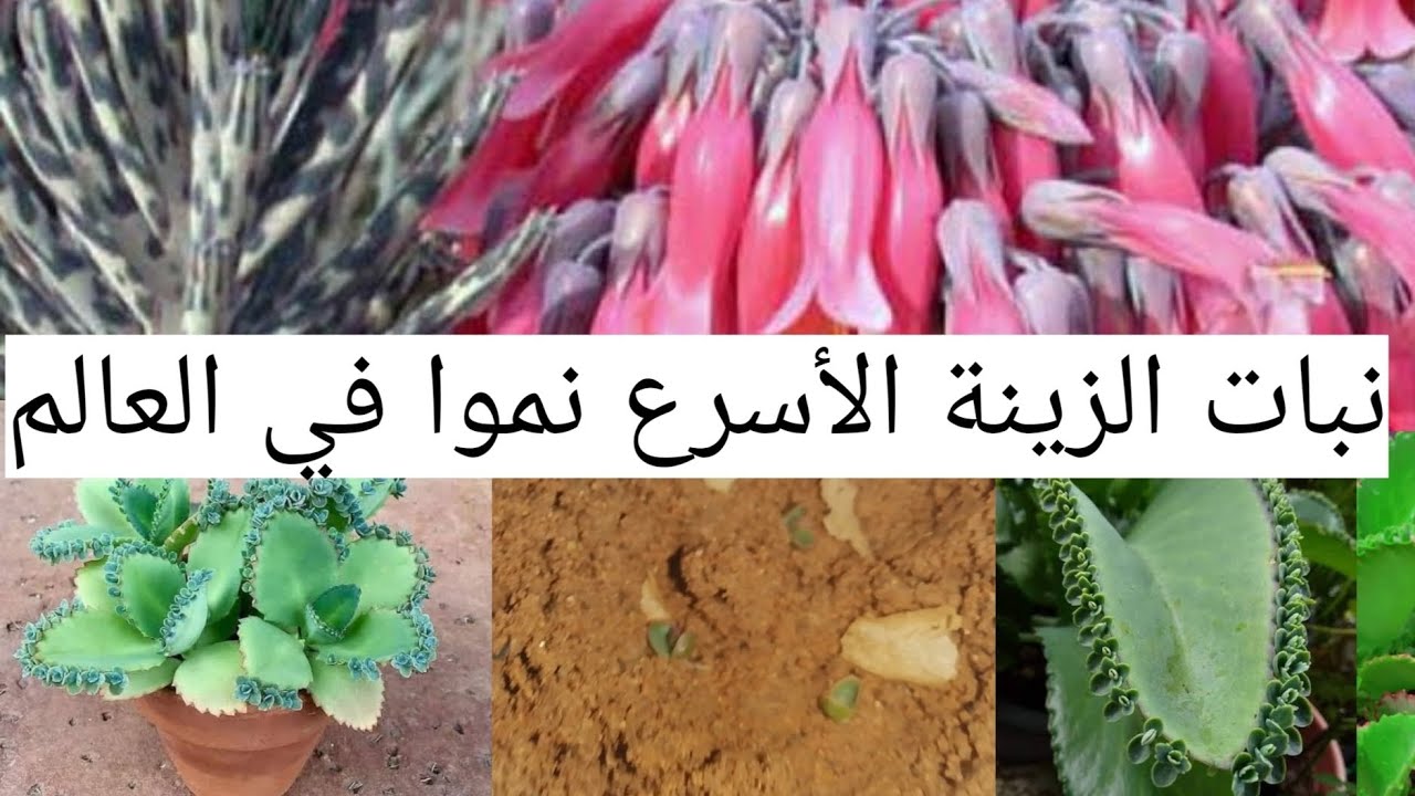 إغرس هذا النبات ينمو بسرعة مذهلة أسرع نباتات الزينة المنزلية نموا في العالم الاكثر تكاثرا فك التمساح