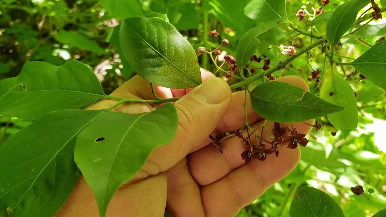 ID That Tree: American Burning Bush or Wahoo