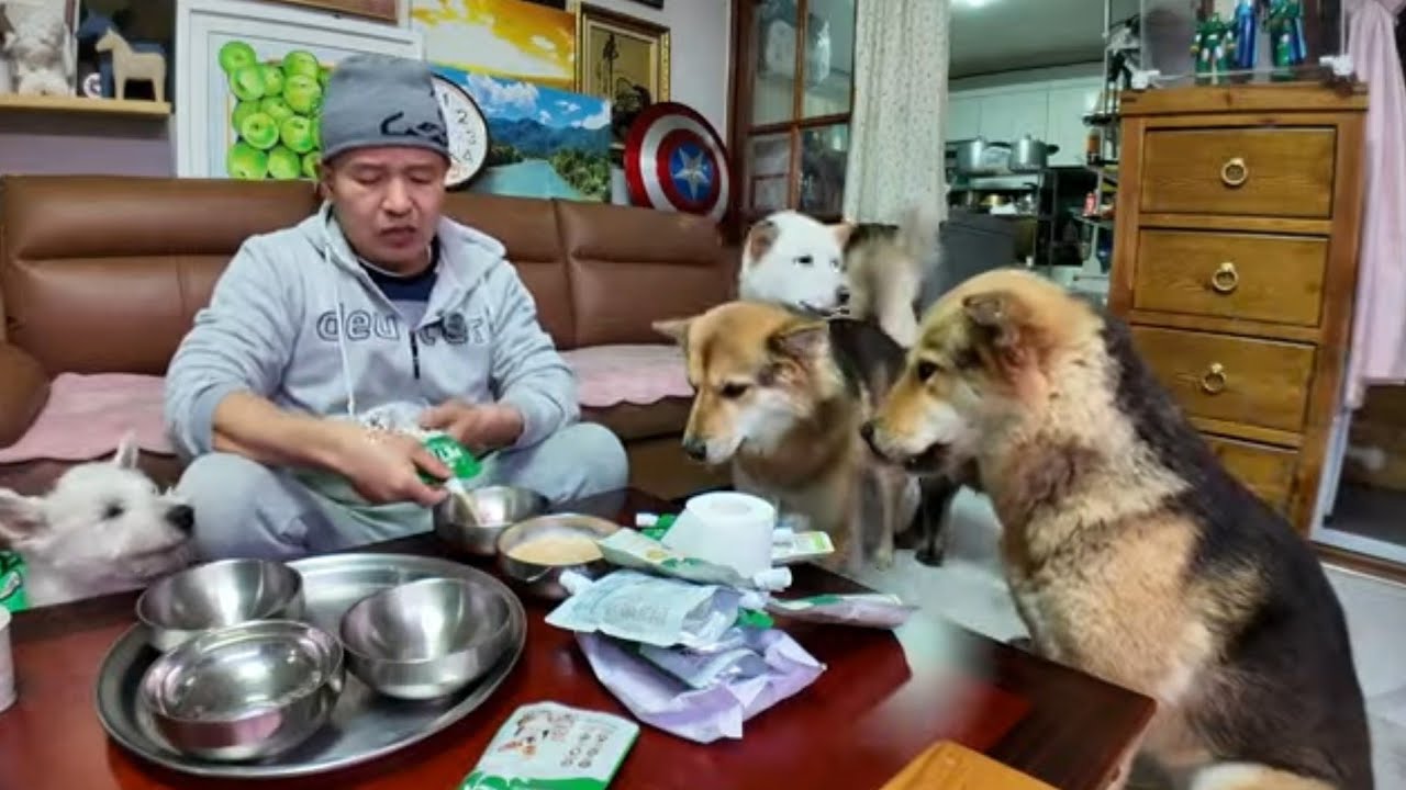 진돗개 텐 패밀리,실시간 방송! 햇반 컵밥 먹방~
