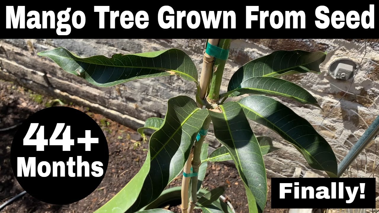 How To Grow A Mango Tree From Seed - 44 Months
