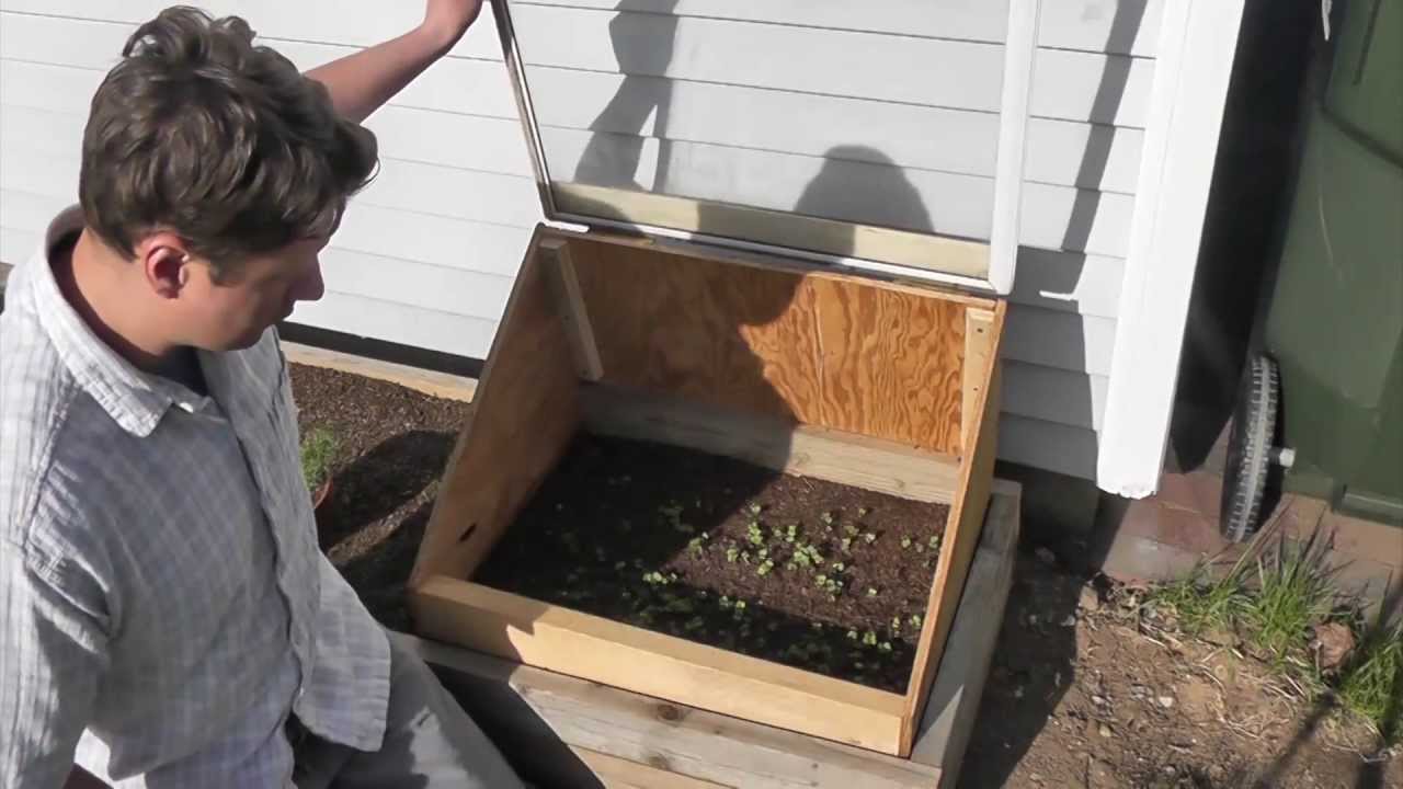 Thinning Radishes