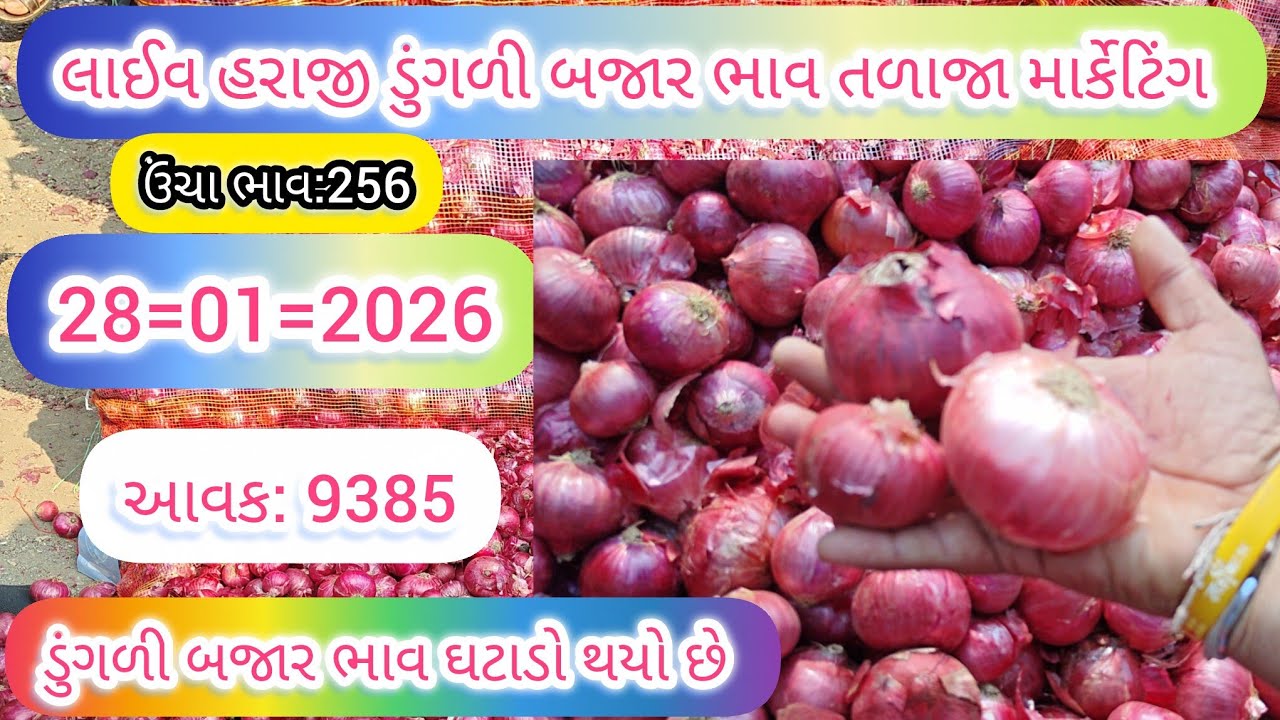 ડુંગળી બજાર ભાવ તળાજા માર્કેટિંગ યાર્ડમાં | ડુંગળી બજાર ભાવ મંદી છે |28.01.26 |