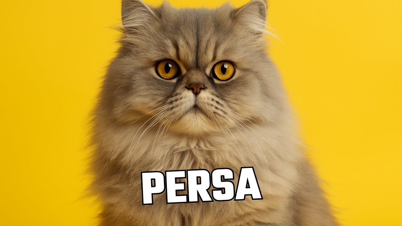 Gatos Persas: Guia Essencial da Raça Mais Elegante | Cuidados e Dicas | Mundo Animal BR