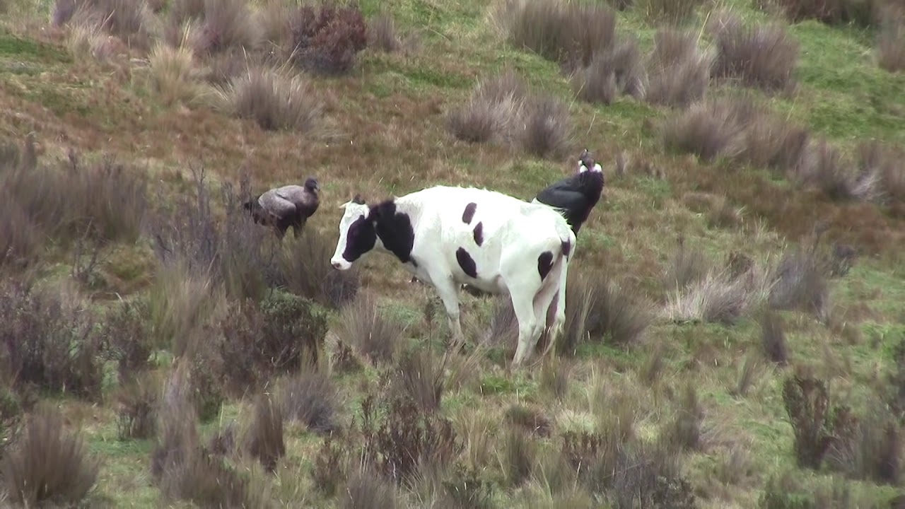 Condor andino (Vultur Gryphus) Cayambe