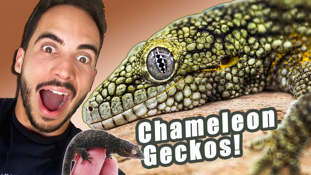 We need to talk about Chameleon Geckos!