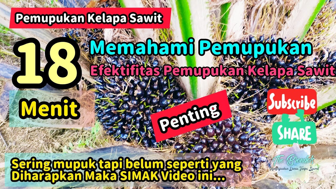 18 Menit Memahami Efektifitas Pemupukan Tanaman Kelapa Sawit