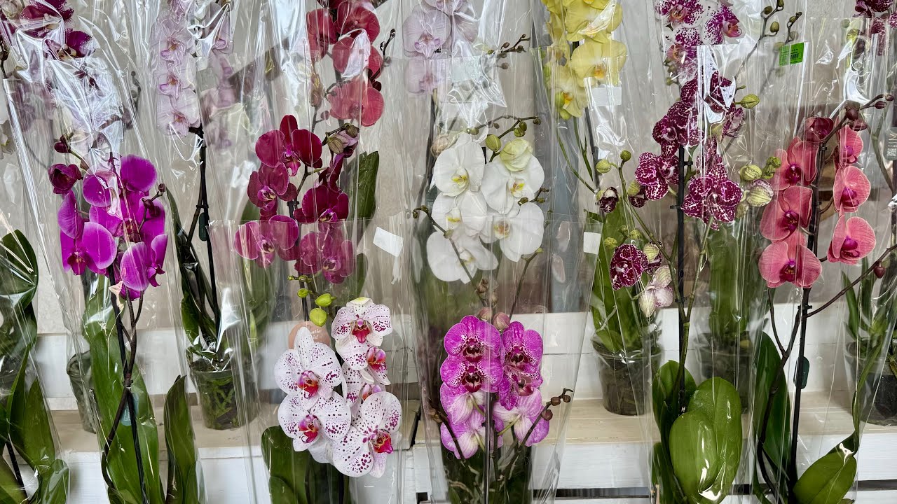 Orchid Review! (Odessa Garden Center)