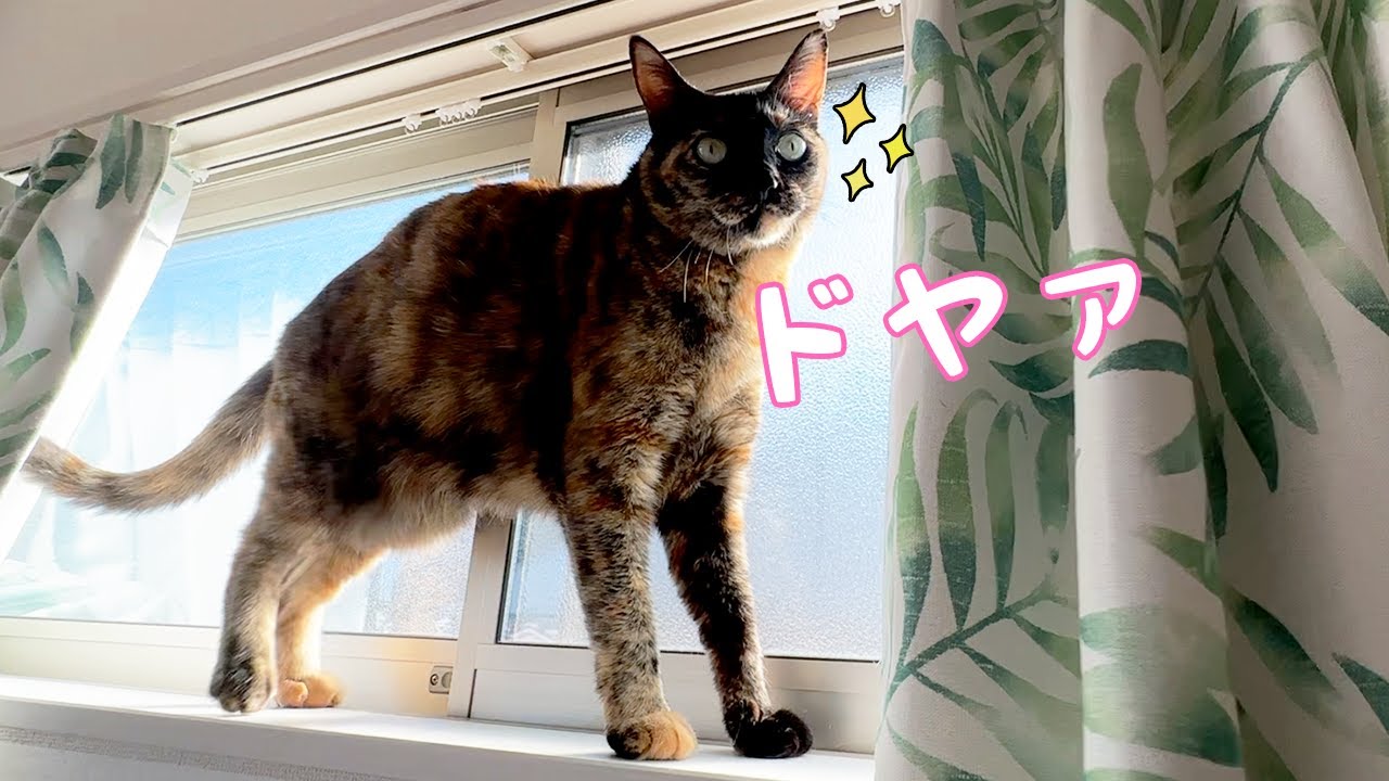 ドジっ子なモモちゃんが初めて小窓に乗れました！！