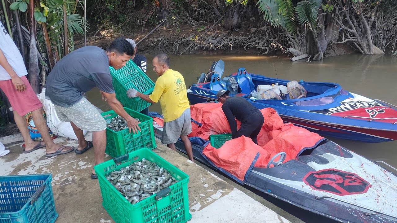 HASIL PANEN UDANG 1 HARI 1 MALAM LANGSUNG DI JUAL || TARAKAN KALIMANTAN UTARA