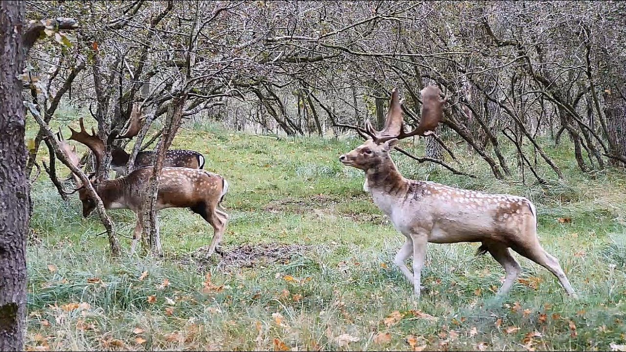 Damherten Bronst AWD