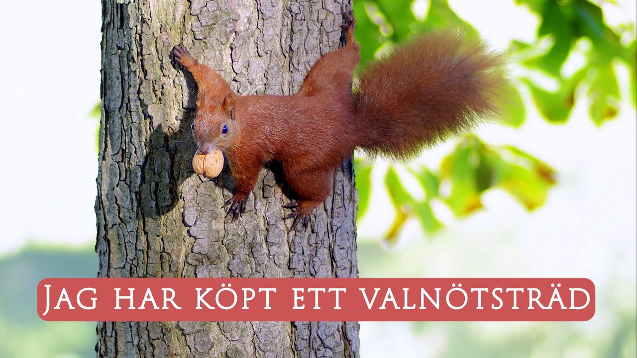 Hur vinter-förvarar jag ett valnötsträd? Jag har köpt ett valnötsträd | Hållbart villaliv  av Hanna