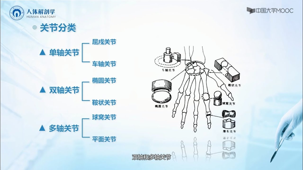 2.2 关节分类 | 人体解剖学 中国大学 MOOC （慕课）