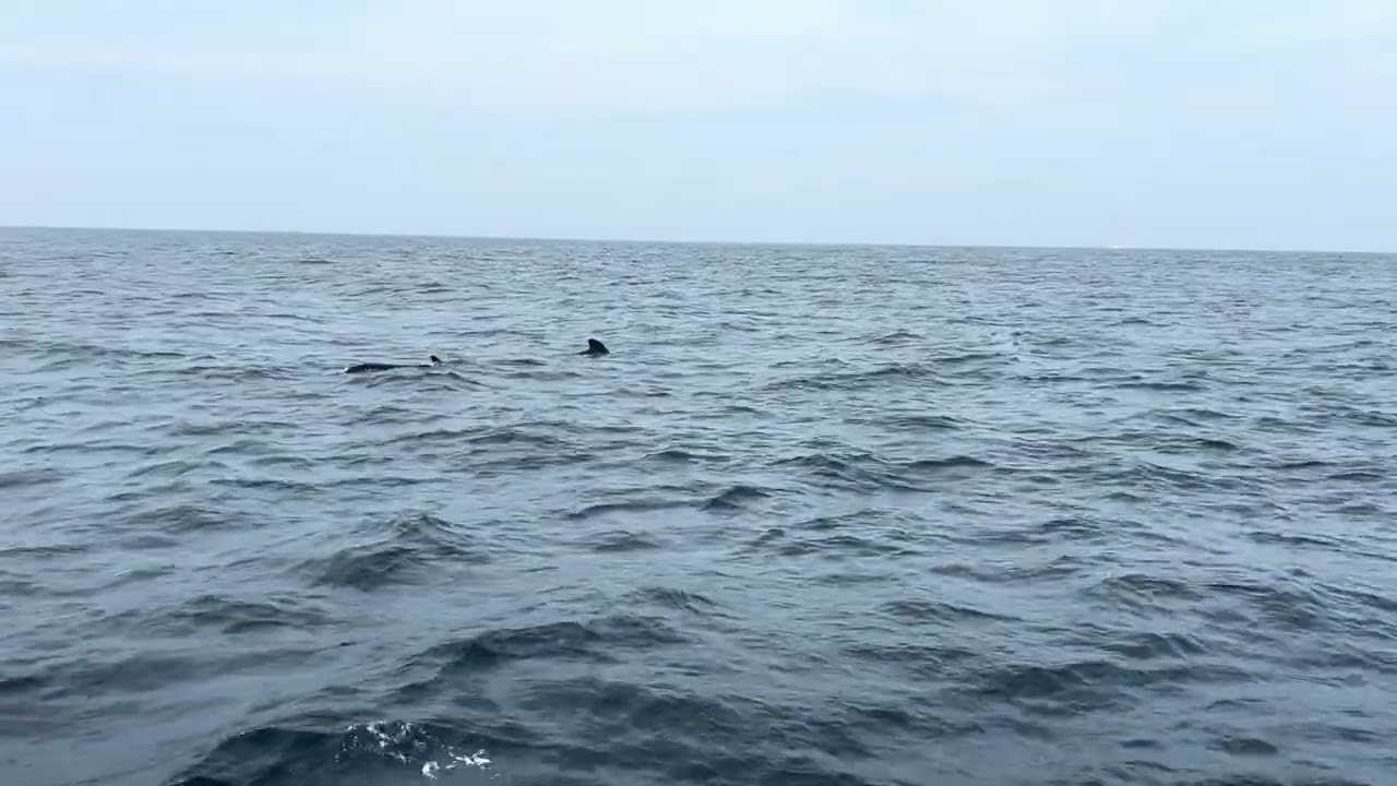 Pilot whales in Mirissa Sri Lanka