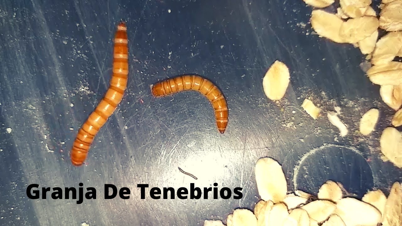 La Granja Definitiva Para Reproducir Tenebrios (Gusano De La Harina)
