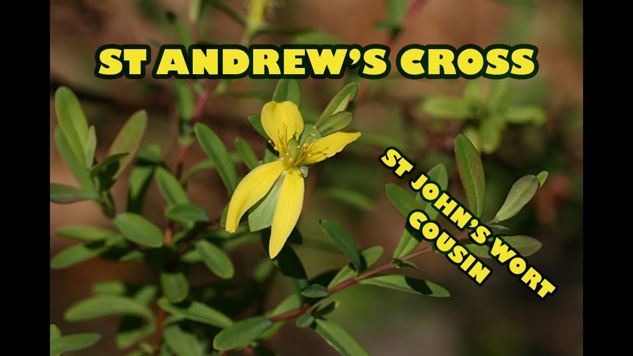 St  Andrew's Cross (St John's Wort Cousin)