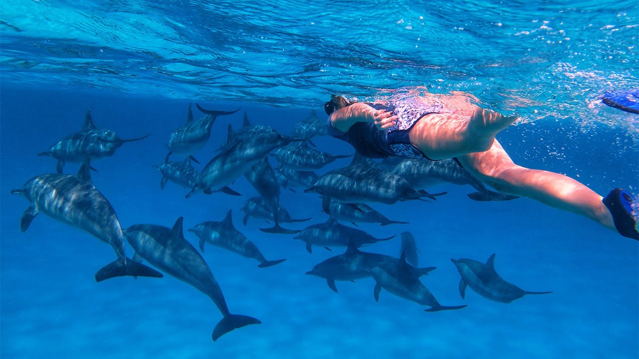 Sataya - swimming with dolphins | EGYPT Marsa Alam