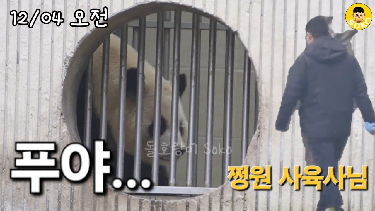 12월 04일 오전 9시~10시 푸바오 실시간 영상, 우연히 지나 가다가 만난 쩡원 사육사님...?!