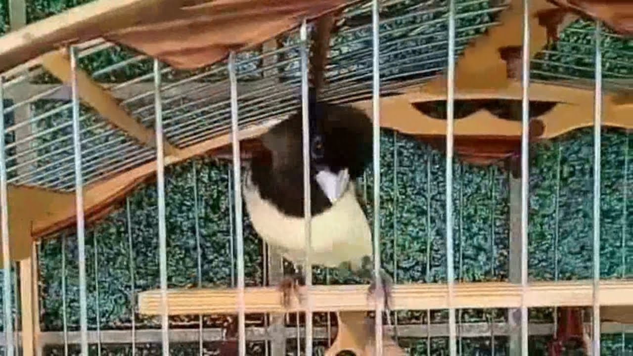 Seu papa capim pegar esse canto vale OURO!