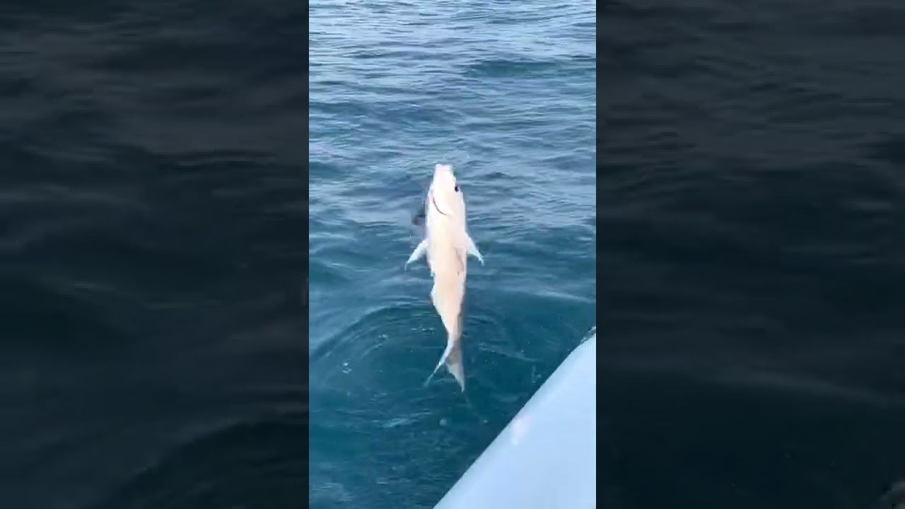 MUST CATCH FISHING CHARTERS MID DEEP 28/07/2022