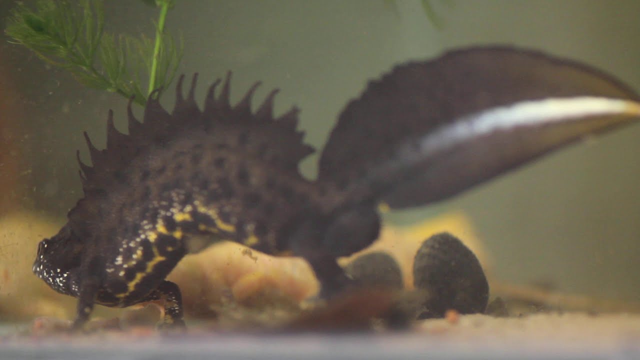 Triturus cristatus 15/02/21