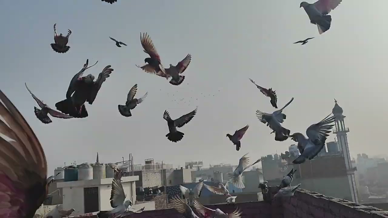 तारिक :- 20-1-2026 आज का शोक (नये कबूतर खोले )