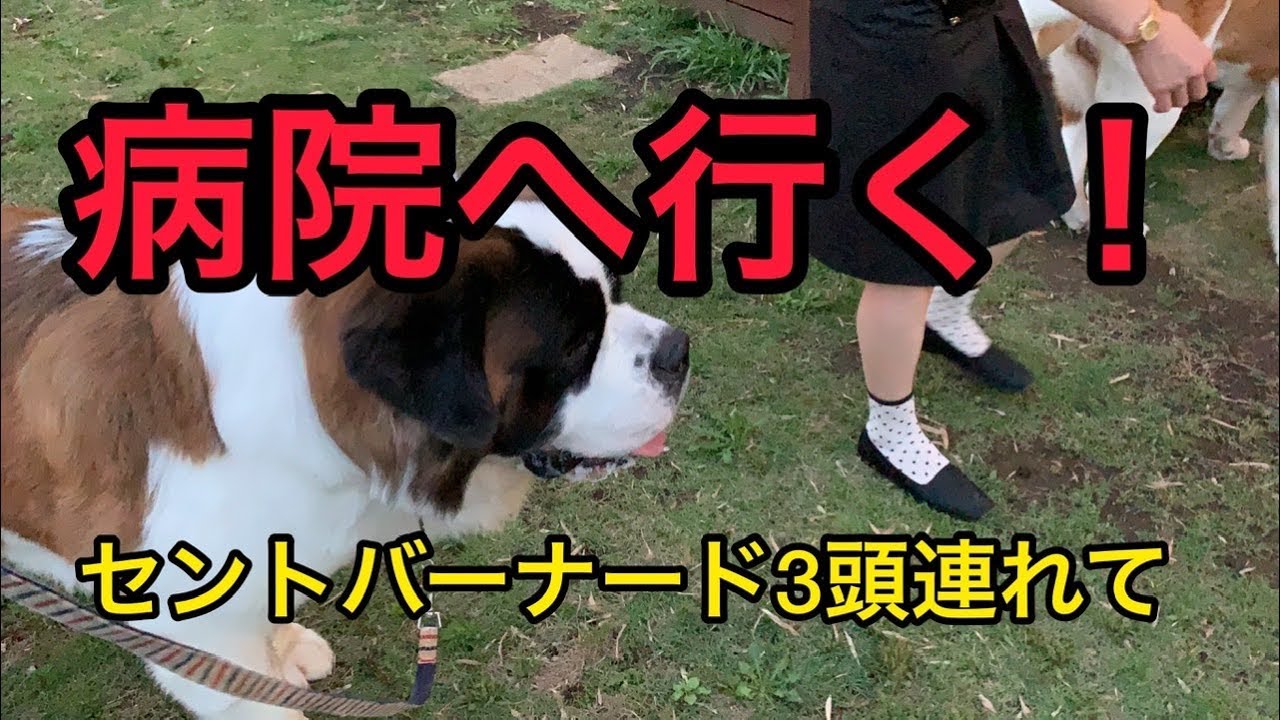 ブリーダーが病院へワンコを連れて行く🐶セントバーナード3頭連れて予防接種に行ってきました。