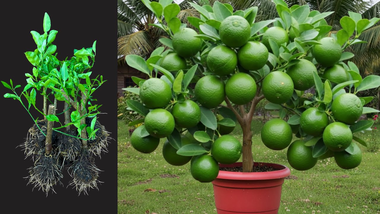 How To Grow Lemon Trees From Cutting, growing lemon trees from cutting