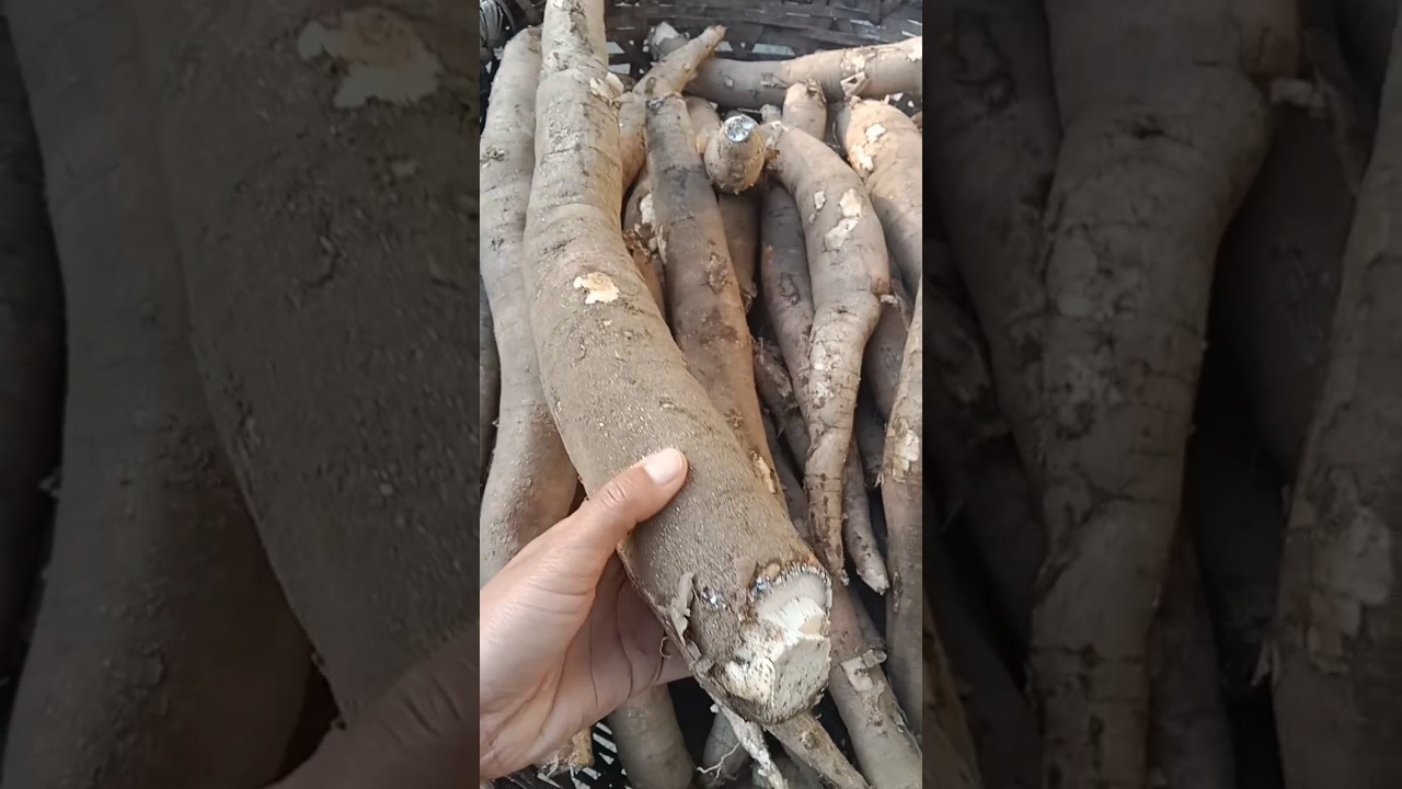 Cassava || Simal tarul 😋#shortsfeed #shortsviral #shorts