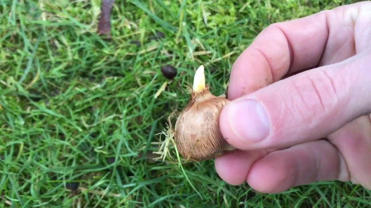 Planting crocuses around our garden tree