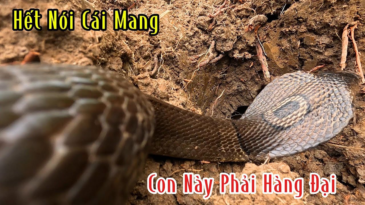 Lần Đầu Lên Khu Này Mới Bắt Được Con Rắn To Mà Khủng Như Vậy | Mười Thương Săn Bắt