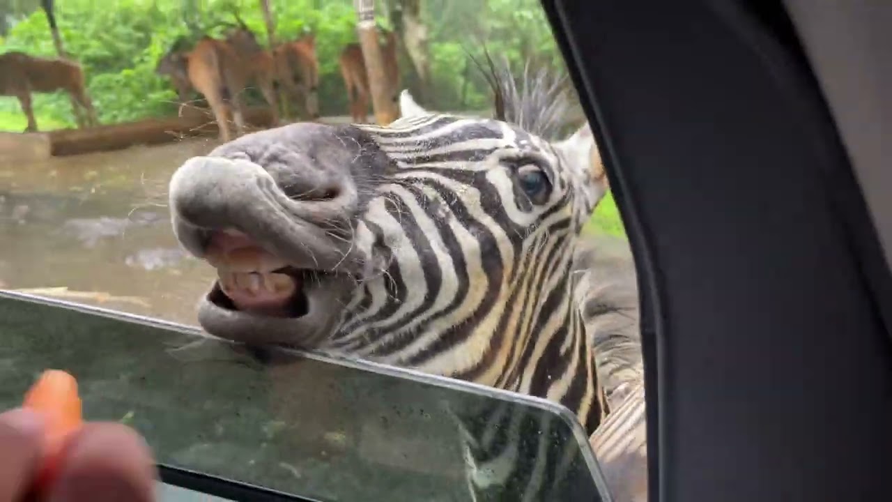 YAYY! ke taman safari!!