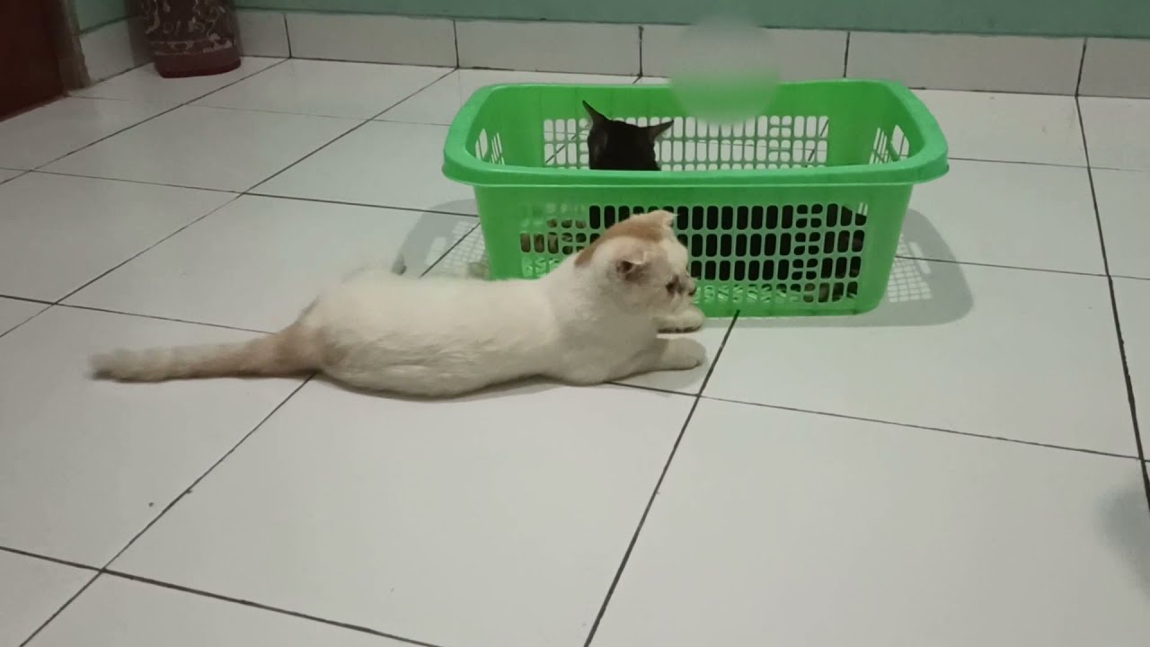 DeDe Rashya main bareng Scottish Fold JoJo & Bengal Sheeted Marble Chiro