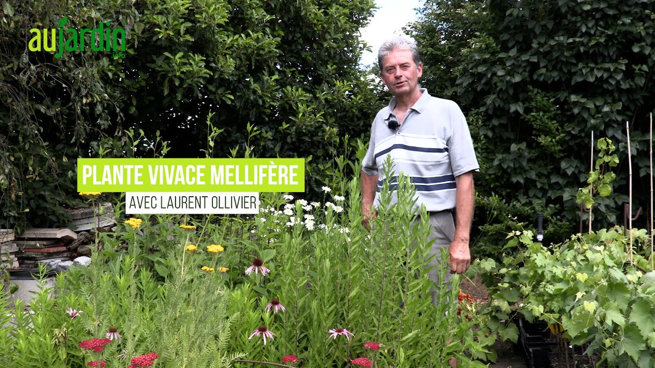Les PLANTES MELLIFÈRES de début d'ÉTÉ🦋NOURRIR la BIODIVERSITÉ des INSECTES