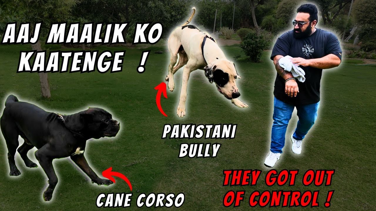 PAKISTANI BULLY & CANE CORSO ATTACKED OWNER AT FARMHOUSE 😱