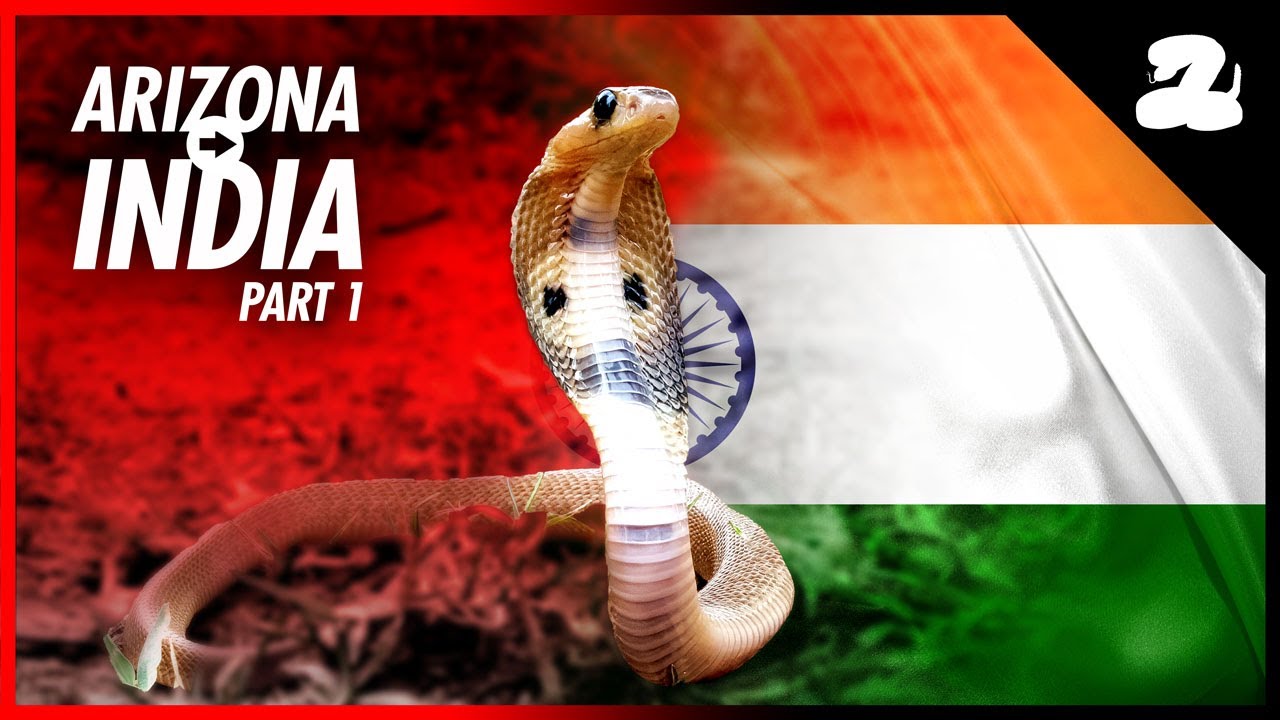 Searching for India's Deadliest Venomous Snakes – Part 1