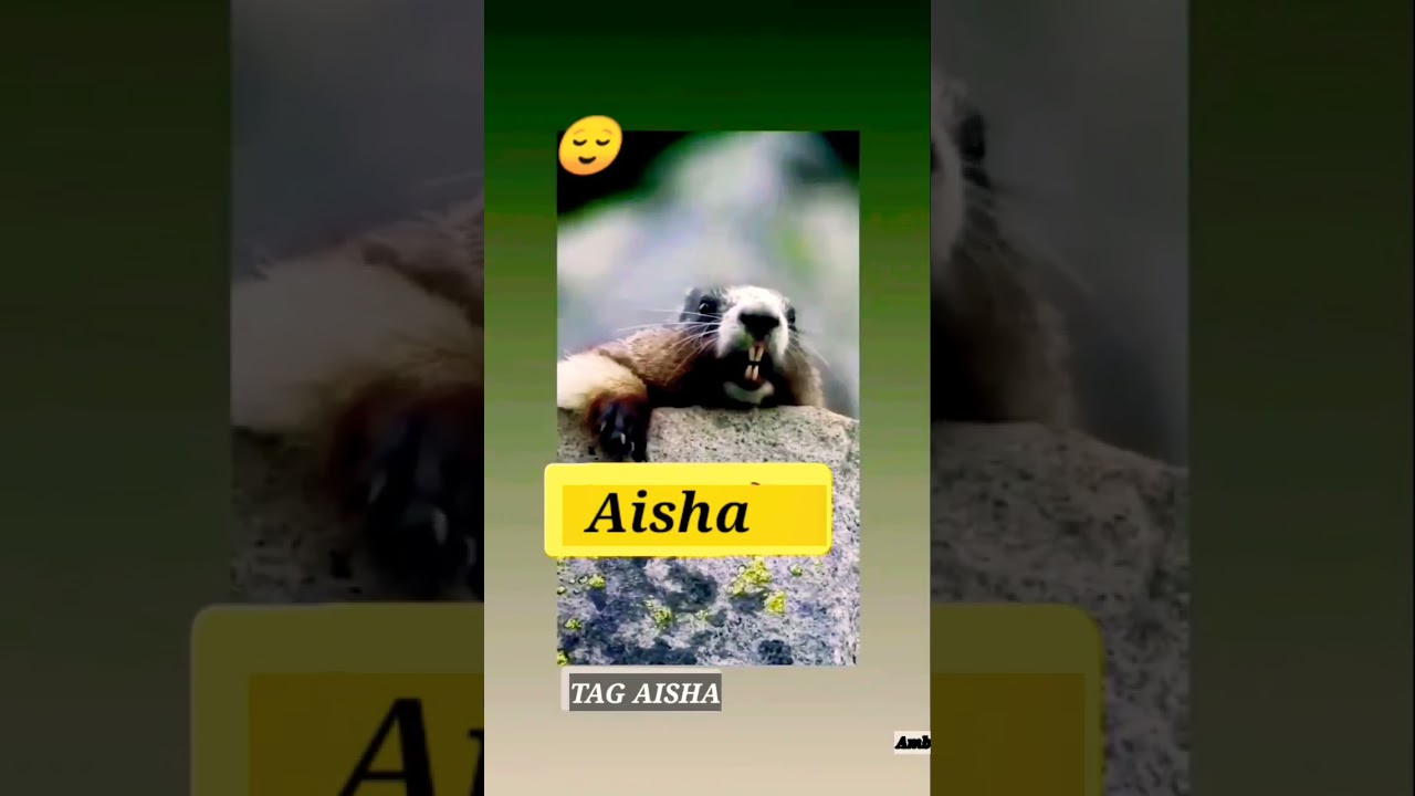Aisha Name 😂#aisha  #status #statusvideo #funnyvideo #firstshortvideo #whatsappstatus #comedy #meme